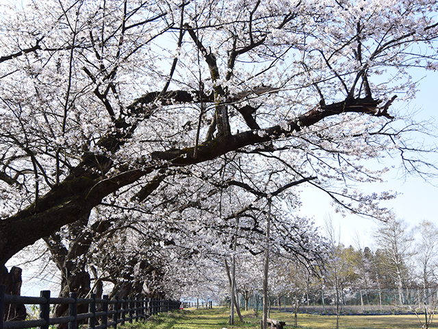 スポーツ公園桜並木