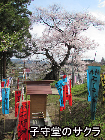 子守堂のサクラ